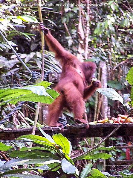 Fsai070708_Malaisie-Borneo-Semenggoh06.jpg