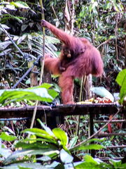 MALAISIE 2007 - Bornéo - Kuching