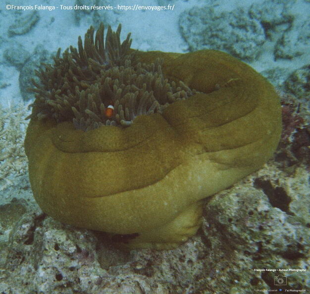 Fsai140115_Malaisie-Borneo-Pulau_Mataking_SousEau_14.jpg