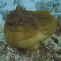 Fsai140115 Malaisie-Borneo-Pulau Mataking SousEau 14