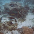 Fsai140115 Malaisie-Borneo-Pulau Mataking SousEau 17