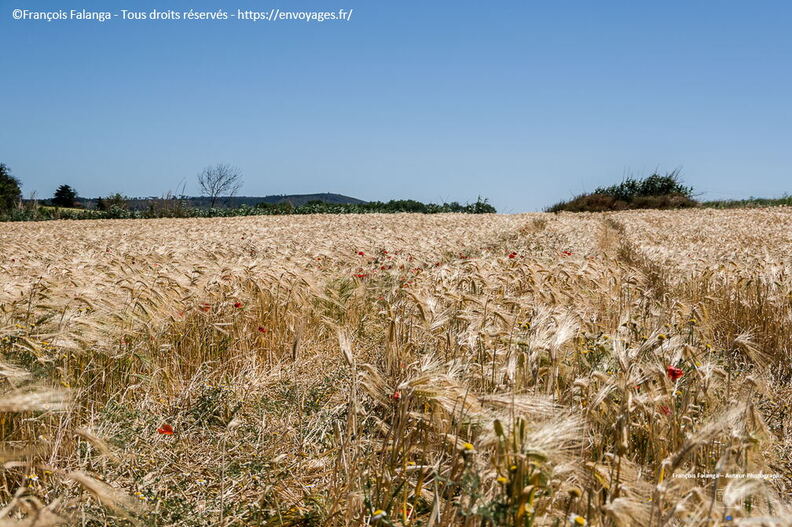 Fsai220529_012_Occitanie_St_Laurent_de_la_Cabrerisse.jpg