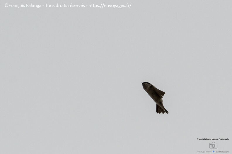 FSAI220829_Narbonne_Plage_Hirondellesbicolores_59.jpg