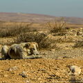 Jordanie - Croisiere Dec 2017