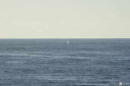 Mer d'Arabie - Croisiere Dec 2017