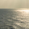 Mer d'Arabie - Croisiere Dec 2017