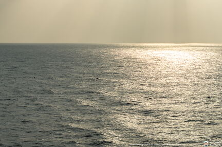 Mer d'Arabie - Croisiere Dec 2017