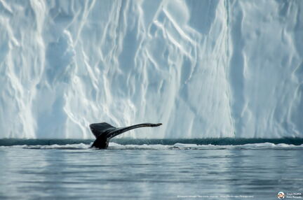 Humpback whale tail at Disko bay