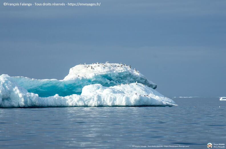 Fsai190820_050-IllulisatIcebergs.jpg