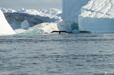 Whale tail at Disko bay