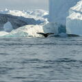 Whale tail at Disko bay