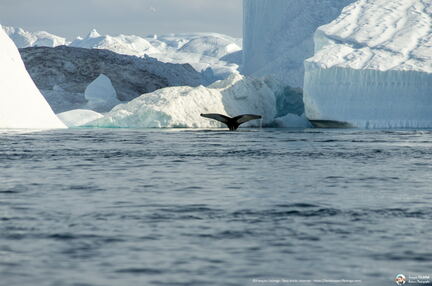 Whale tail at Disko bay