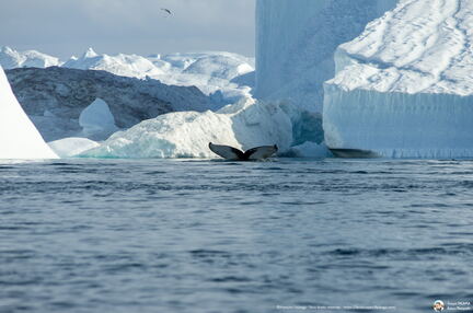 Whale tail at Disko bay