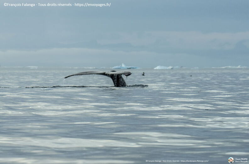 Fsai190820_149-IllulisatIcebergs.jpg