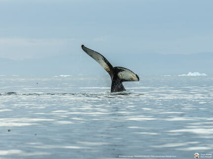 Humpback whale tail at Disko bay