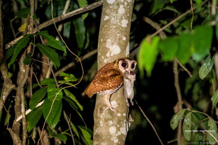 MALAISIE-BORNEO 2023