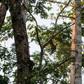 MALAISIE-BORNEO 2023