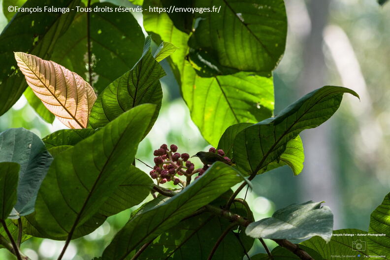 FSAI230927_Borneo_Tabin_55.jpg