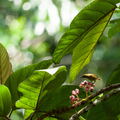 MALAISIE-BORNEO 2023