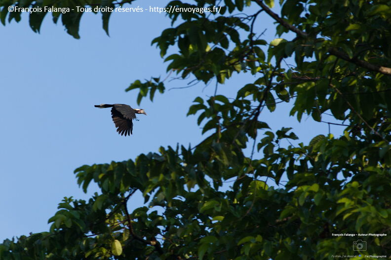 FSAI230927_Borneo_Tabin_149.jpg