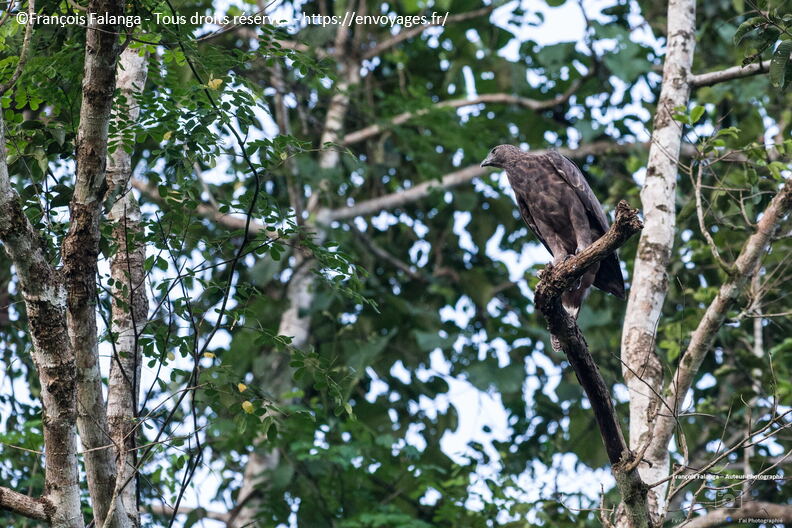 FSAI230927_Borneo_Tabin_165.jpg