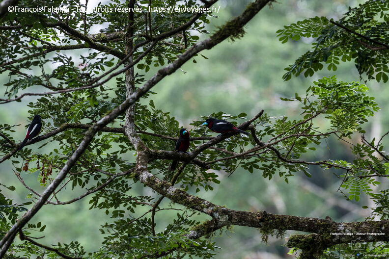 FSAI230928_Borneo_Tabin_03.jpg