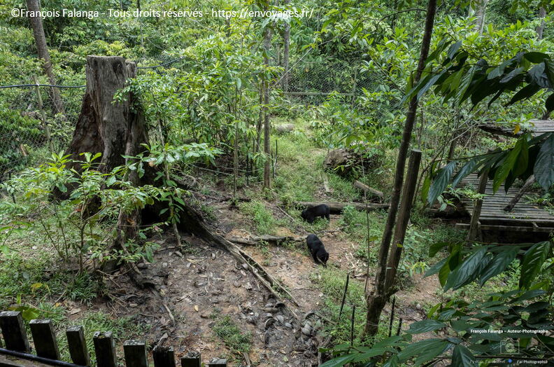 FSAI230929_Borneo_Sepilok_09.jpg