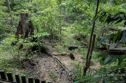 MALAISIE-BORNEO 2023