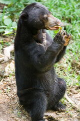 MALAISIE-BORNEO 2023