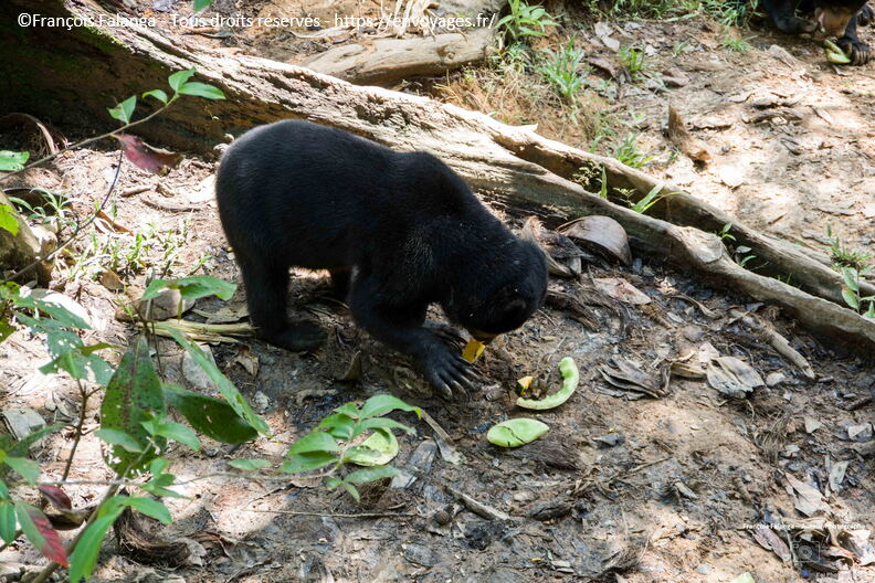 FSAI230929_Borneo_Sepilok_39.jpg