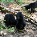 MALAISIE-BORNEO 2023