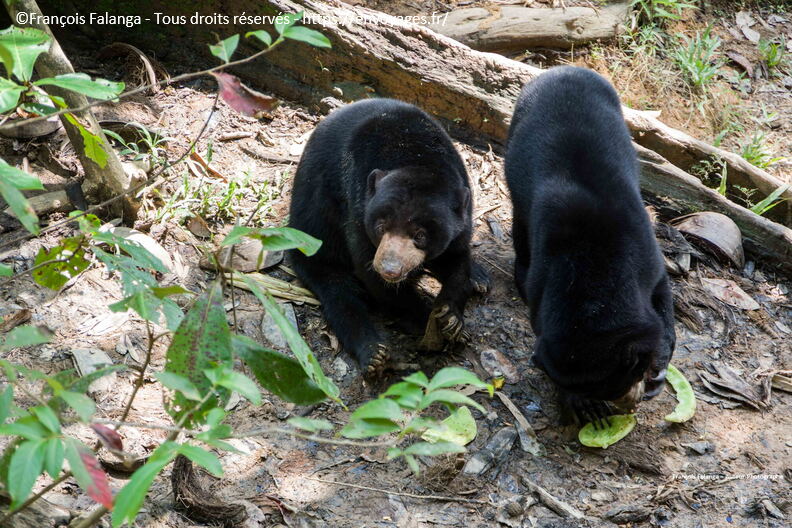 FSAI230929_Borneo_Sepilok_43.jpg
