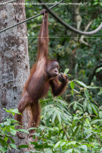FSAI230929_Borneo_Sepilok_75.jpg