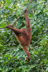 MALAISIE-BORNEO 2023