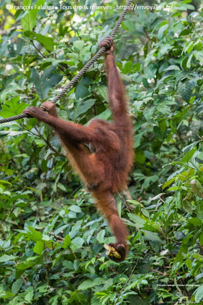 FSAI230929_Borneo_Sepilok_58.jpg