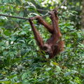 MALAISIE-BORNEO 2023