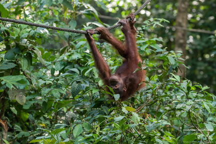 MALAISIE-BORNEO 2023