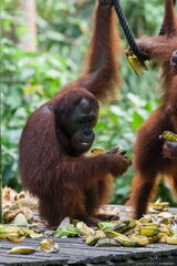 MALAISIE-BORNEO 2023