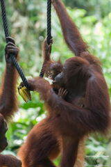 MALAISIE-BORNEO 2023