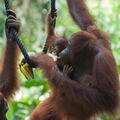 MALAISIE-BORNEO 2023