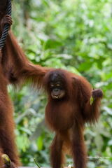 MALAISIE-BORNEO 2023