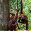 MALAISIE-BORNEO 2023