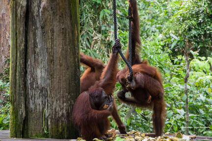 MALAISIE-BORNEO 2023