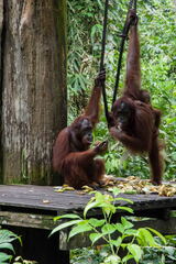 MALAISIE-BORNEO 2023
