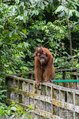 MALAISIE-BORNEO 2023