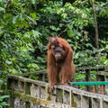MALAISIE-BORNEO 2023