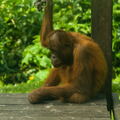 MALAISIE-BORNEO 2023
