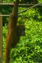 MALAISIE-BORNEO 2023