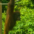 MALAISIE-BORNEO 2023