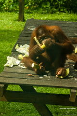 MALAISIE-BORNEO 2023